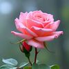 havva.nurb