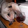 anteaterlover49