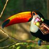 toucan38094