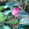 lamthithanhbinh1991