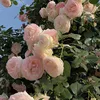 thuky5676