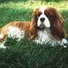 cavalierking49