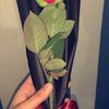 dhal_suldan1
