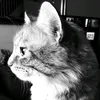 crazycatlady396