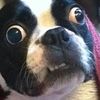 thedogloverwithnodogs