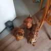 cookie.nugget.toby