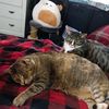 mr_awesome_meow