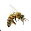 mr.buzz_the_bee