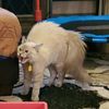 kaskaskitty72