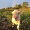 bobathecow23