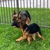 daynthelife.2shepherds