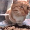 koolkat25678