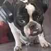 lilbruno___