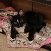 kitt_lefang