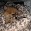 poofpom