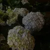 kimngaa0.0