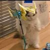 average.nasus.lover