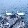 marinadicandia
