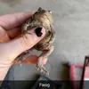 garmrstooth