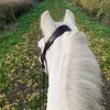 amelia_lewin