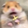 _scaredhampster_