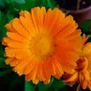 david_5907