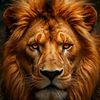 daaci_hurgun46