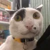 castorind9