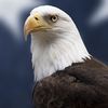 the_grinch_eagle