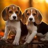 PetClub House