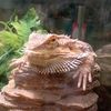 lizard.boss_1159