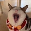 caseyrat_