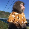 ahrdiegor