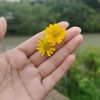 sadiaislam.mou
