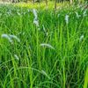 rumput_ilalang123