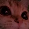 pipi_32sm