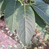 monstera1845