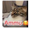 kdammu5