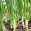 agripractice