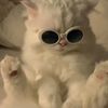 catsurl