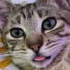jenny__jenny_8675309