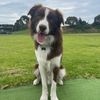 bordercolliebug