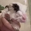 swagbunny99