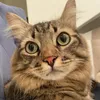 gatoschimbuzininha
