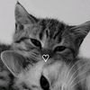 qalbi_dhowro
