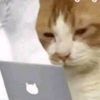 3.141napple