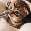 SoraCat