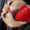 cutiesfalry