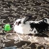 lucy_bun
