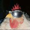 cacadevaca_9